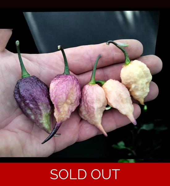 Faddas Boar Claws purple (f7)  -> (f8)  (10 seeds)